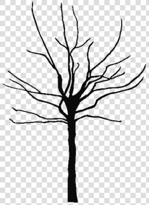 Leafless Tree Coloring Page   Tree Trunk Silhouette Png  Transparent Png