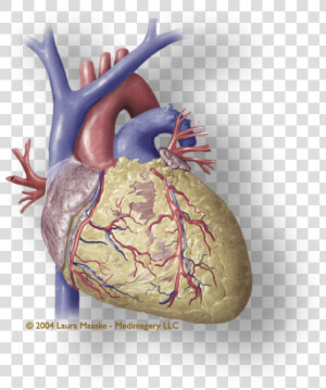 Heart Muscle Png   Coronary Human Heart Png  Transparent Png