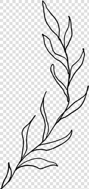 Please Give Credit When Used 🌿   Aesthetic Plant Line Drawing  HD Png Download