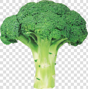 Broccoli Png Image With Transparent Background   Broccoli Png  Png Download