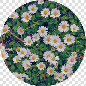 🍀  flowers  white  green  nature  circle  background   Oxeye Daisy  HD Png Download