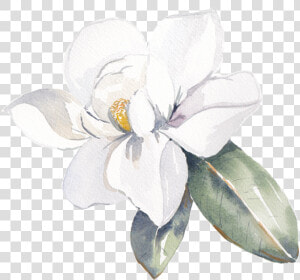 Data Src   cdn   Frangipani Watercolor Png  Transparent Png