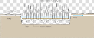 Free Water Surface Constructed Wetland Diagram   Free Water Surface System  HD Png Download