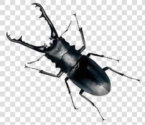 Beetle Clip Art   Beetle Png  Transparent Png