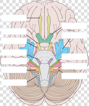 Transparent Nervous Clipart   12 Cranial Nerves Unlabeled  HD Png Download