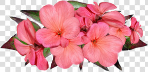 Geranium  Pink  Flowers  Garden  Nature  Cut Out   Geranium Flower Transparent  HD Png Download