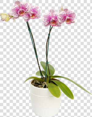 Orquidea Arwen   Moth Orchid  HD Png Download