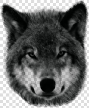 Wolf   Lobo Png  Transparent Png