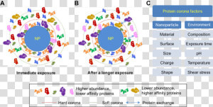 Nanoparticles Protein Corona Plasma Proteins  HD Png Download