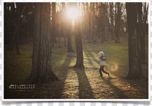 A Little Bit Of Sun Flare   Old growth Forest  HD Png Download