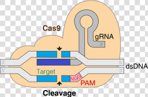 Grna Cas9 Colourfriendly   Crispr In Biotechnology  HD Png Download