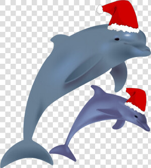 Common Bottlenose Dolphin Jumping Clip Art Christmas   Christmas Dolphin  HD Png Download