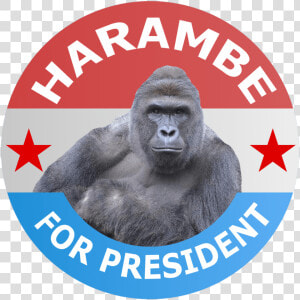 Harambe For President   Harambe President  HD Png Download