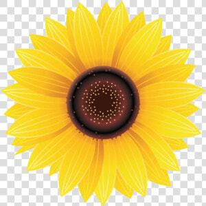 Sunflower Png Image Free Download Searchpng   Sunflower Hydro Flask Sticker  Transparent Png