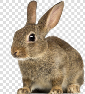 European Rabbit Png Free Download   Rabbit With White Background  Transparent Png