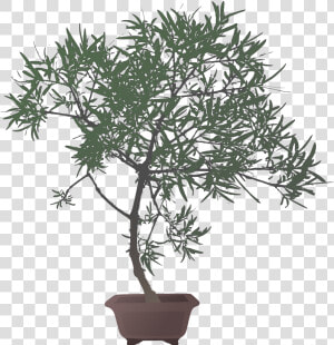 Transparent Bonsai Png   Flowerpot  Png Download