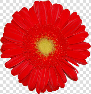 Transvaal Daisy  HD Png Download