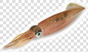 Squid Png Transparent Image   Squid Transparent Background  Png Download