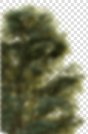 Blurry Trees   Macro Photography  HD Png Download