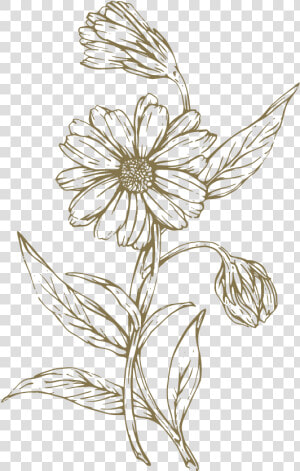 Everyday Skin Support Balm The Lost Explorer   Transparent Flower Line Drawing  HD Png Download