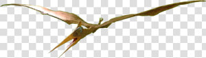 Pteranodon Female   Pteranodon Png  Transparent Png