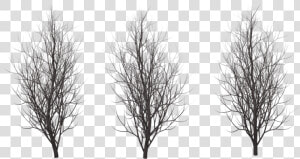 Winter Free Png Image   Png Winter Tree Silhouette  Transparent Png