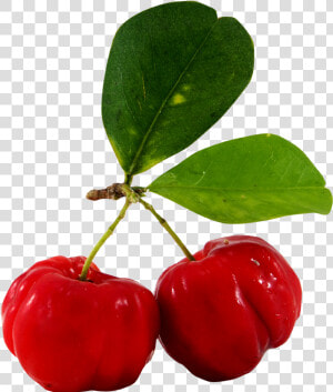 Clip Art Juice Barbados Cherry Fruit   Barbados Cherry Tree Png  Transparent Png