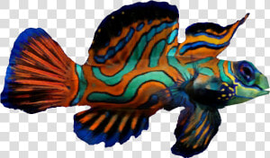 Mandarin Fish   Mandarin Fish Png  Transparent Png