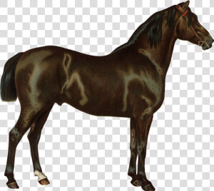 Конь  Скаковая Лошадь  Парнокопытные  Horse  Racehorse    Render Caballo  HD Png Download