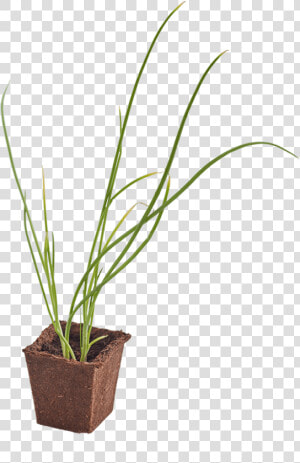 Onion Woolworths Seedling  HD Png Download