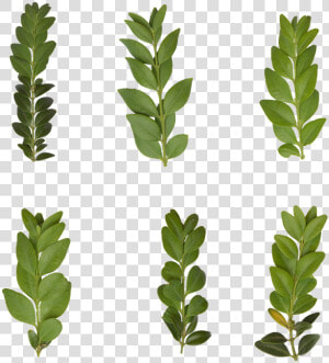 Leaf  Transparent  Plant  Green  Nature  Leaves   Gambel Oak  HD Png Download