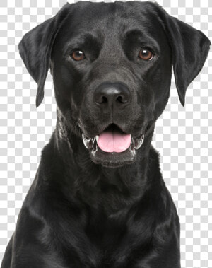 Labrador Retriever Png   Black Lab Transparent Background  Png Download