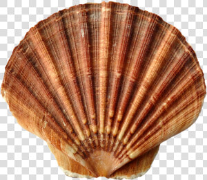 Seashell Png   Sea Shells  Transparent Png