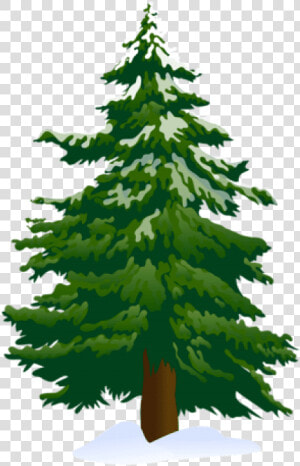 Top View Of Pine Tree Png High Res Free   Pine Tree Clipart Png  Transparent Png