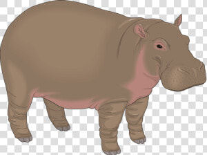 Download Hippo Png Transparent Images Transparent Backgrounds  Png Download