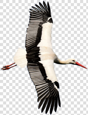 Stork  Transparent  Rattle Stork  Nature  Isolated   White Stork  HD Png Download