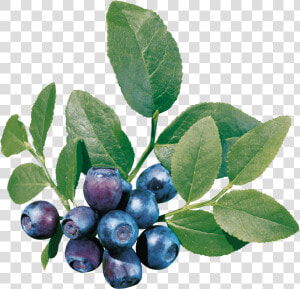 Blueberries Png Image  Transparent Png