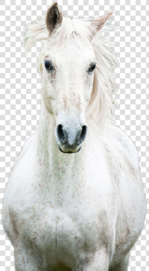 Horse Png Image   Mustang Horse  Transparent Png