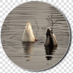 Ducks  Png  Diving  Water  Lake  Water Bird  Animal   Canvasback Duck  Transparent Png