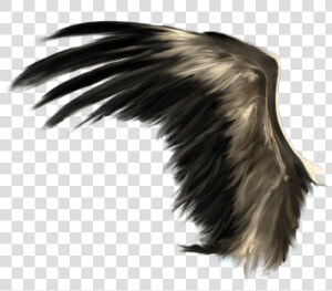 Wings Png   Realistic Black Wings Png  Transparent Png