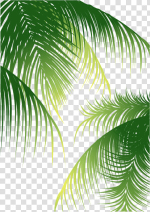 Euclidean Arecaceae Coconut Material   Coconut Leaves Vector Png  Transparent Png