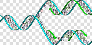 Complementary Base Pairing During Dna Replication  HD Png Download