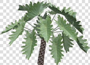 Philodendron Undulatum Png  Transparent Png