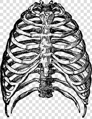 Skeleton Rib Cage Png  Transparent Png