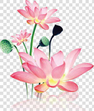 Hand Painted Decorative Free Png Download   Lotus Png  Transparent Png