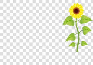 Transparent Growing Plant Clipart   Crecimiento De Los Girasoles  HD Png Download