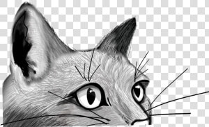  cat  peeking  feline  face  kitty  lurking  drawing   Domestic Short haired Cat  HD Png Download