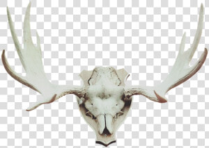 Antler  Moose Antler  Deer Antler  Trophy  Hunting   Cuernos Alce Png  Transparent Png