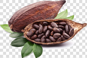 Download Cocoa Png Photos 105   Transparent Cocoa Png  Png Download