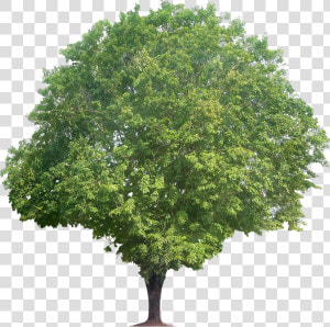 Sandalwood Tree  HD Png Download